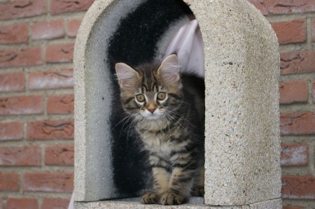 8 weken en al bovenin de BBQ!