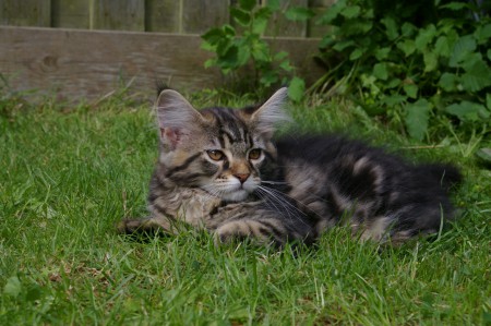 10 weken oud en heerlijk aan het genieten in de tuin