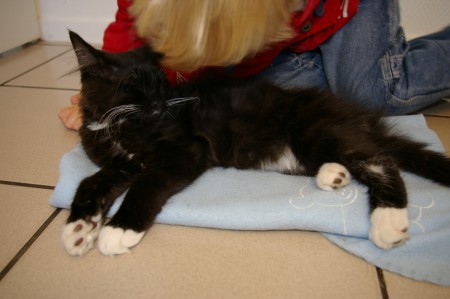 12 weken oud, bij de dierenarts voor de 2e enting.