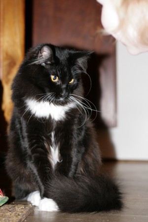 6 maanden oud. Bij de familie Magendans.