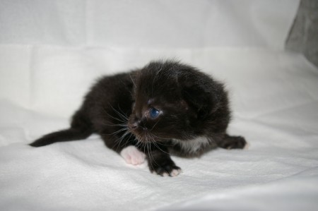 1 week oud