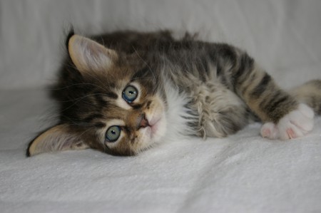 4 weken oud en om op te vreten :)