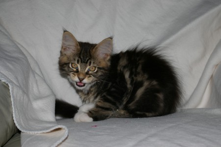 9 weken oud