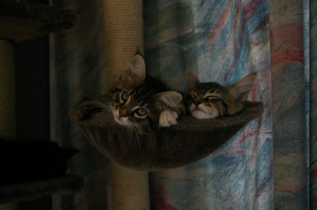 8 weken oud, samen met Arris in de hangmand