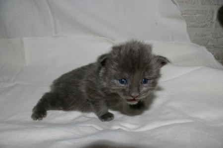1 week oud